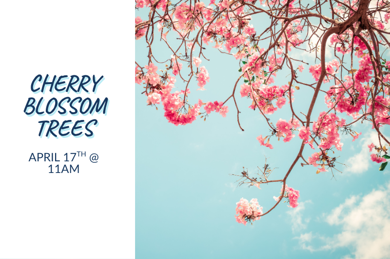 Cherry Blossom Trees